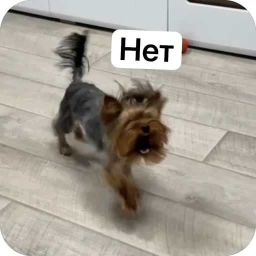 🫥 Стикер «Злой Шелби» для Telegram