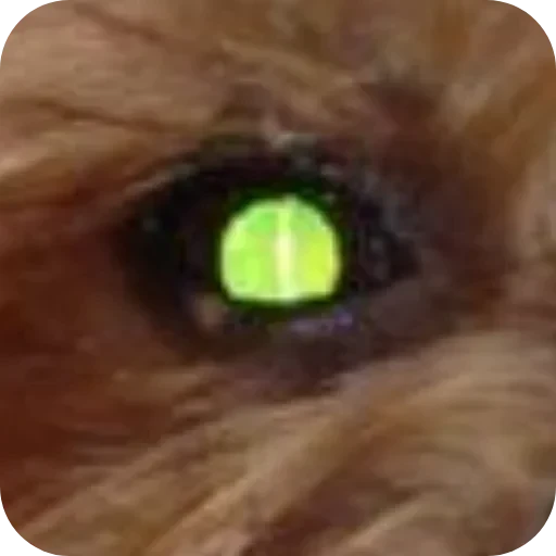 🐶 Стикер «Злой Шелби» для Telegram