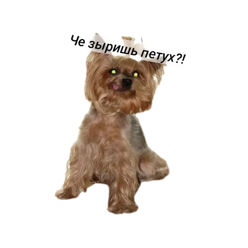 🐶 Стикер «Злой Шелби» для Telegram