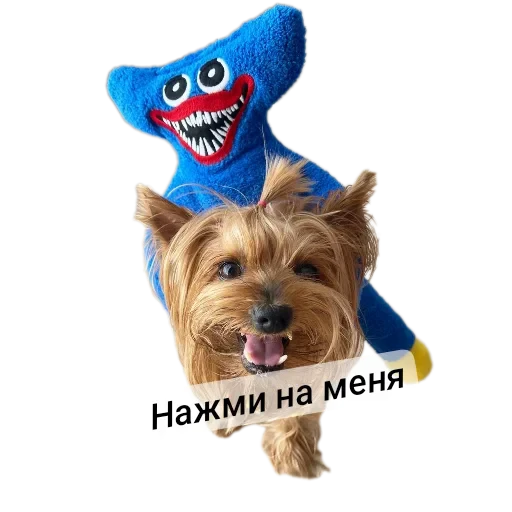 🐶 Стикер «Злой Шелби» для Telegram