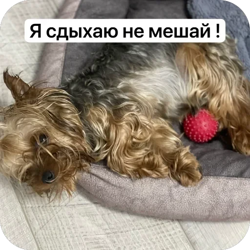 🫥 Стикер «Злой Шелби» для Telegram