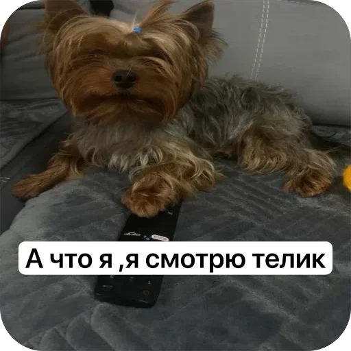 🤩 Стикер «Злой Шелби» для Telegram