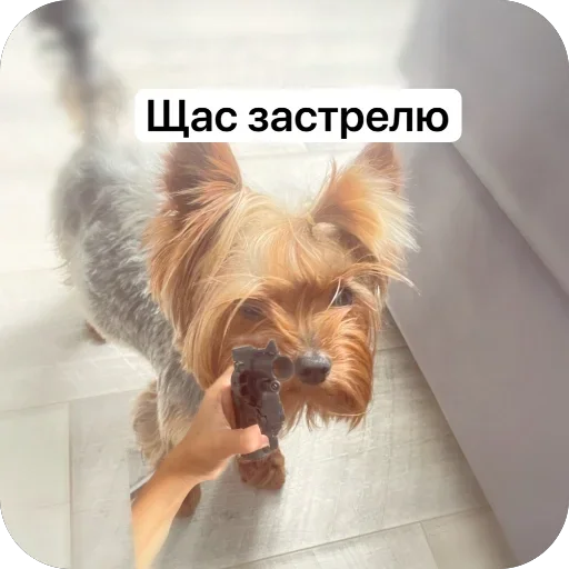 🫥 Стикер «Злой Шелби» для Telegram