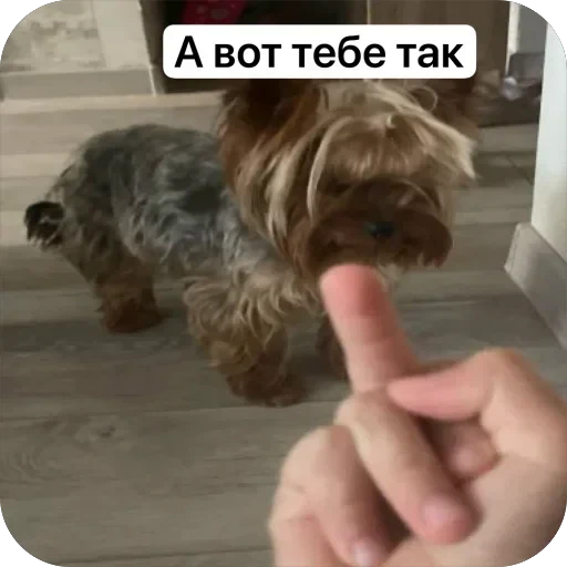 🫣 Стикер «Злой Шелби» для Telegram