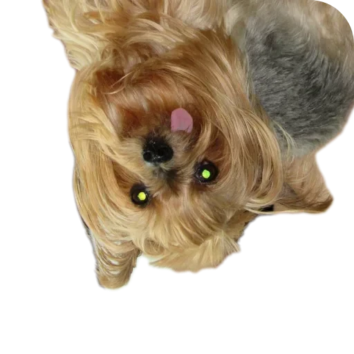 🐶 Стикер «Злой Шелби» для Telegram