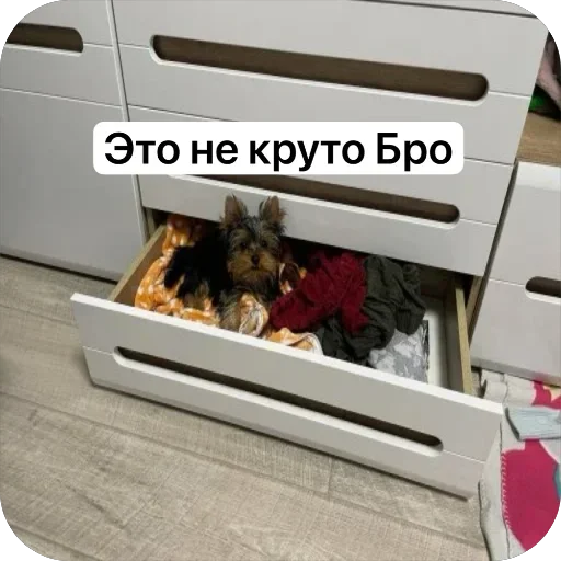 🤩 Стикер «Злой Шелби» для Telegram
