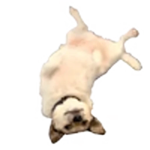 🐶 Эмодзи «random 5» для Telegram