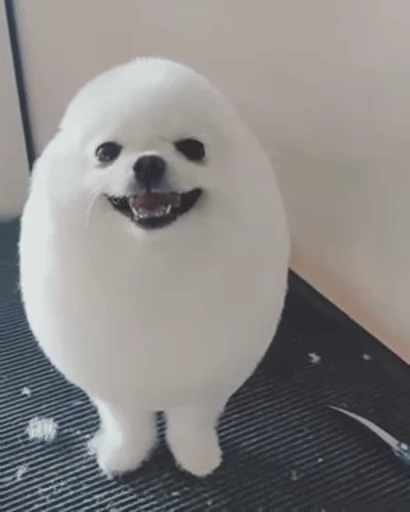 🥚 Стикер «Funimals» для Telegram