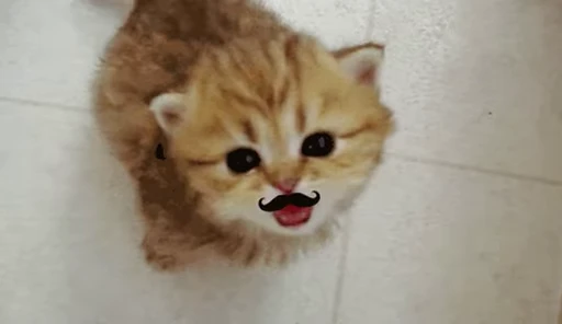 🥸 Стикер «Funimals» для Telegram