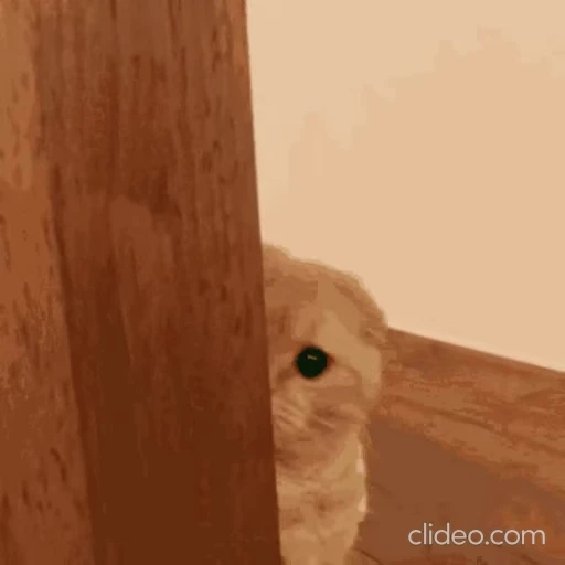 👋 Стикер «Funimals» для Telegram