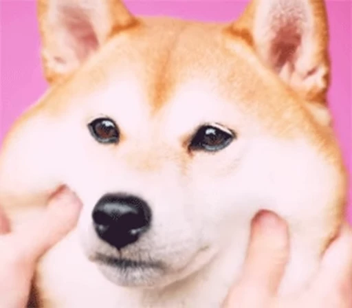 😊 Стикер «Funimals» для Telegram