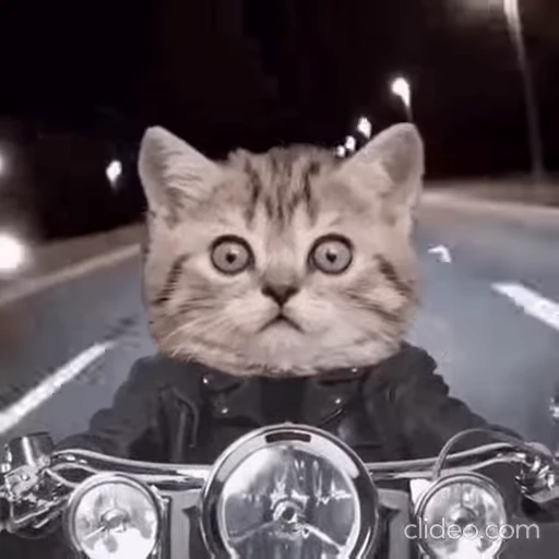 🏍 Стикер «Funimals» для Telegram