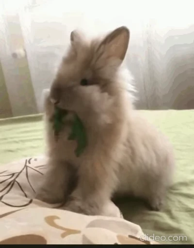 🥬 Стикер «Funimals» для Telegram