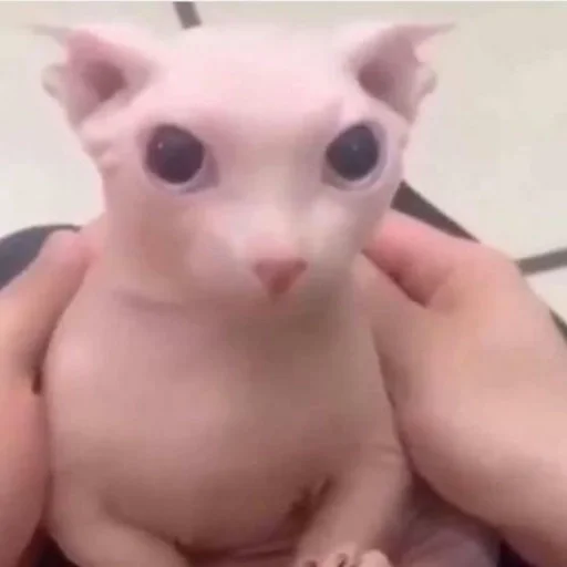 🤐 Стикер «animales» для Telegram