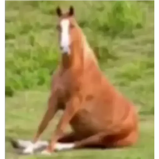 😶 Стикер «animales» для Telegram