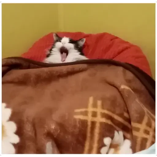 🥱 Стикер «animales» для Telegram