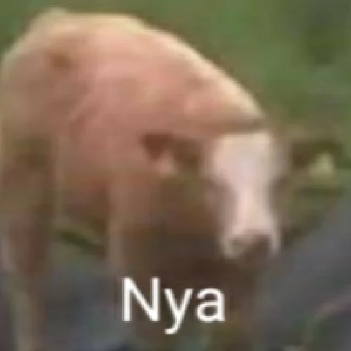 😖 Стикер «animales» для Telegram