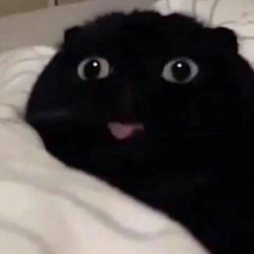😝 Стикер «animales» для Telegram