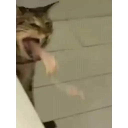 🤮 Стикер «animales» для Telegram