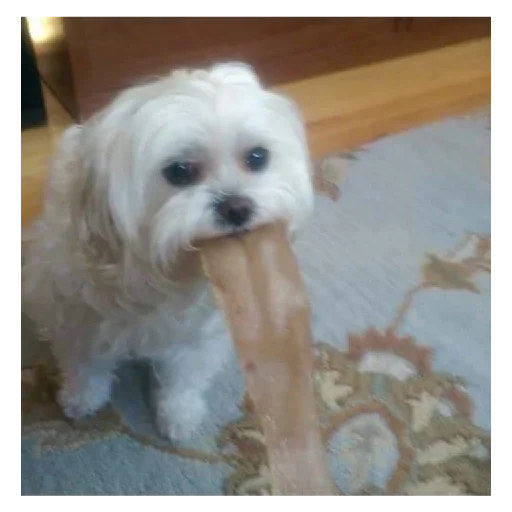 🤮 Стикер «animales» для Telegram