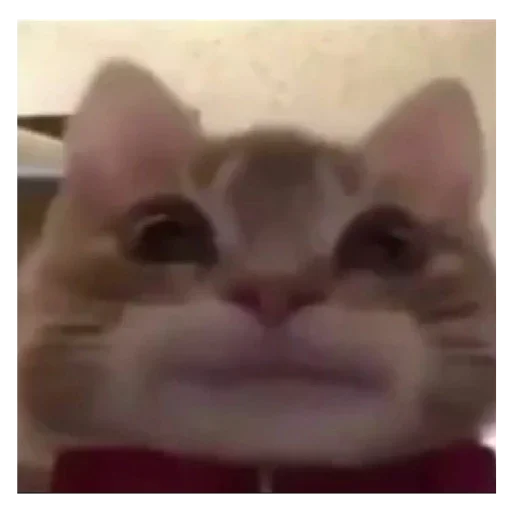 😬 Стикер «animales» для Telegram