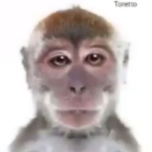 😑 Стикер «animales» для Telegram
