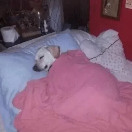 😴 Стикер «animales» для Telegram