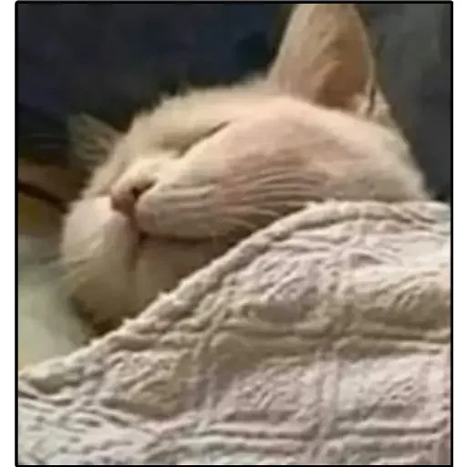 😴 Стикер «animales» для Telegram