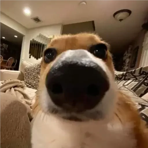 😐 Стикер «animales» для Telegram