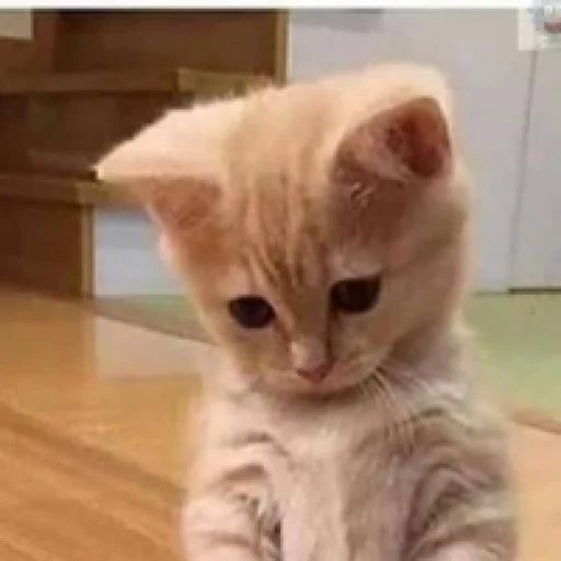 😞 Стикер «animales» для Telegram