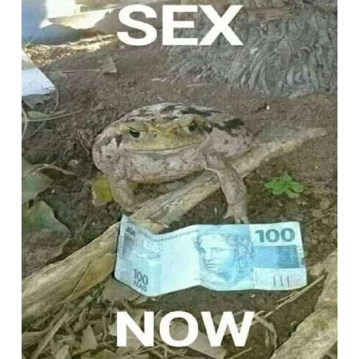 🤑 Стикер «animales» для Telegram