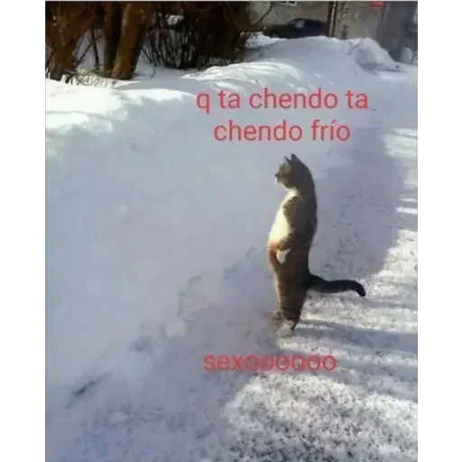 🥴 Стикер «animales» для Telegram