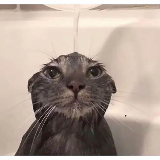 💧 Стикер «animales» для Telegram