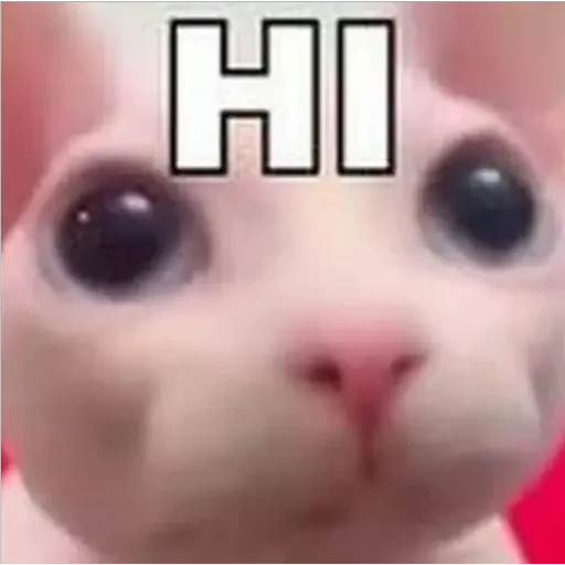 Стикерпак animales для Telegram
