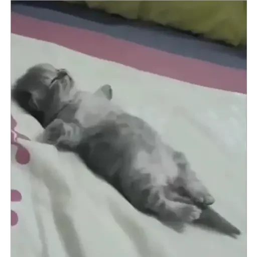 😴 Стикер «animales» для Telegram