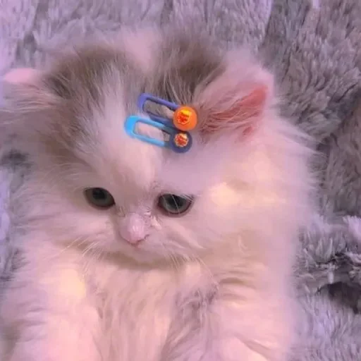 😞 Стикер «animales» для Telegram