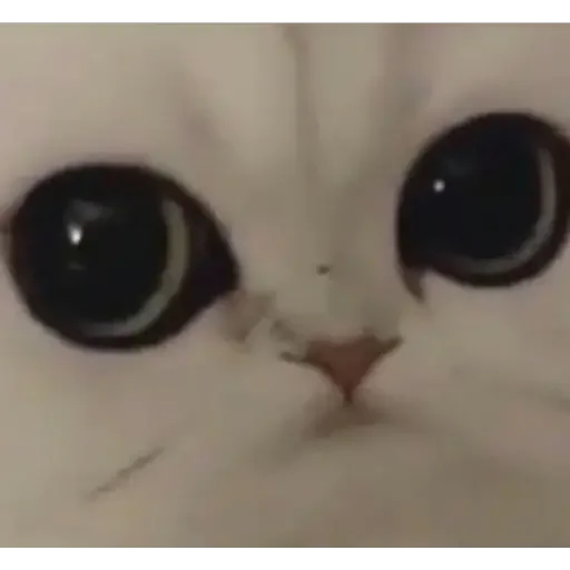 🙄 Стикер «animales» для Telegram