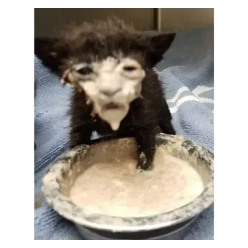 🤧 Стикер «animales» для Telegram