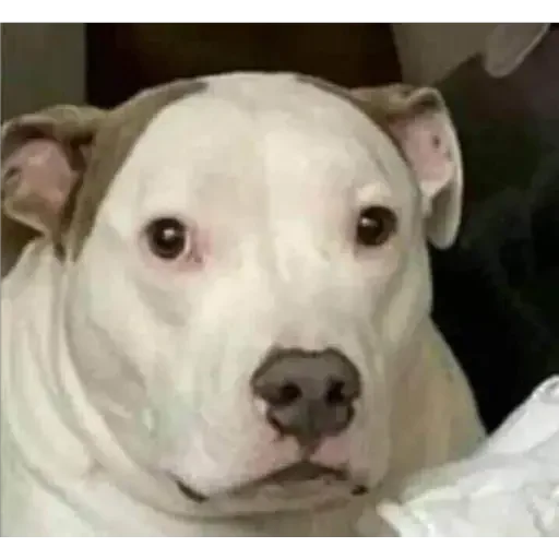 😐 Стикер «animales» для Telegram