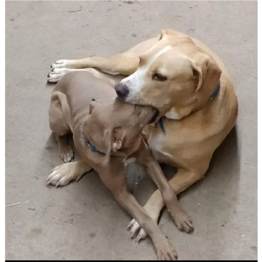 😘 Стикер «animales» для Telegram