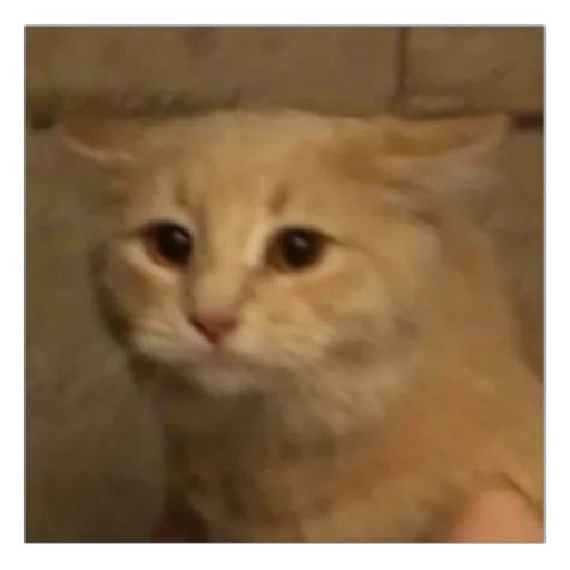 🐱 Стикер «animales» для Telegram