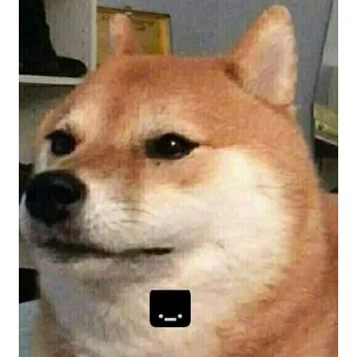 😐 Стикер «animales» для Telegram