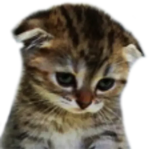 😣 Стикер «animales» для Telegram