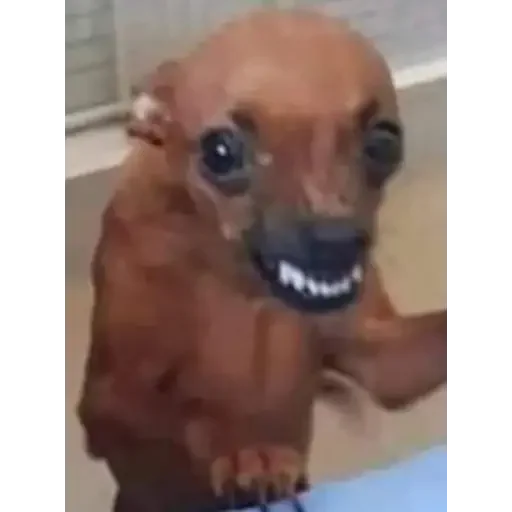 🤬 Стикер «animales» для Telegram