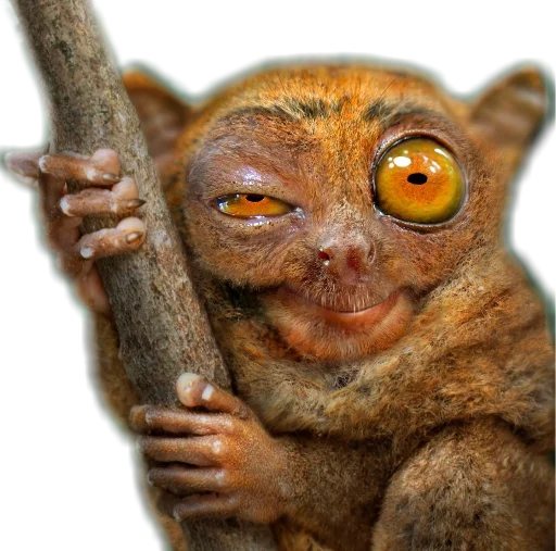 😉 Стикер «Funny animals» для Telegram