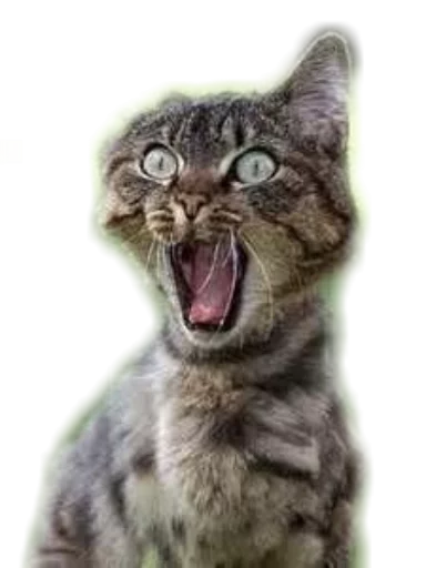 🙀 Стикер «Funny animals» для Telegram
