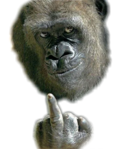 🖕 Стикер «Funny animals» для Telegram