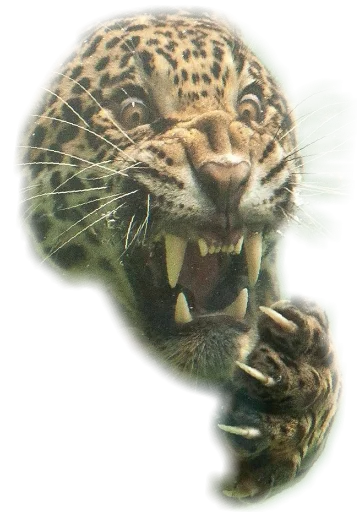😱 Стикер «Funny animals» для Telegram