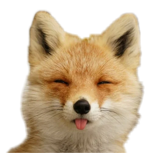 😝 Стикер «Funny animals» для Telegram