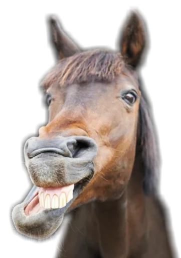 🤪 Стикер «Funny animals» для Telegram
